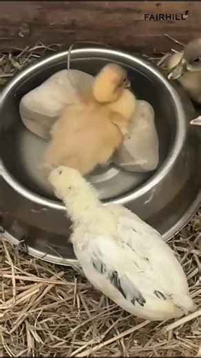 🐥 MEET OUR NEW ARRIVALS! 🦆 Say hello to our adorable ducklings — hatched on Christmas Eve and growing SO fast! 💚 Watch them splash around in their swimming pool (which we upgrade to a bigger one every single day because these little cuties are growing at lightning speed!). Don't worry, we keep them safe and cozy in the early days so they can't get into trouble. The ducklings and chicks can't wait to meet YOU at Fairhill's Animal Farmyard Morning Adventures! 📅 Thursdays–Mondays ⏰ Tours at 9:3