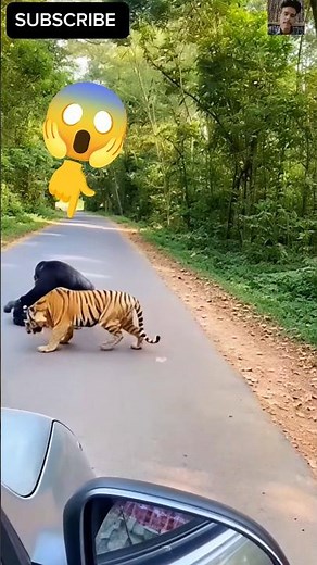 Baby Chimp Attacked by Tiger… Mom Became a Warrior 🐒🔥 #shortsviral #trending