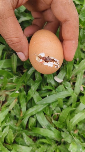 Chick was near to die - I break shell instantly