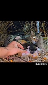 22K views · 325 reactions | Mother cat calls for help, newborn kittens meowing #viral | Cute Kittens | Facebook