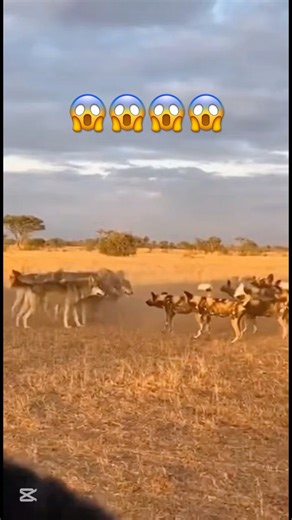 😱😱😱😱“Wolf Pack vs Wild Dog Horde — Intense Wilderness Standoff”