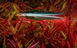 水族音乐视频 微距观赏