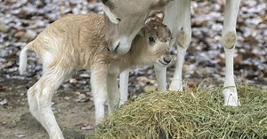 Baby addax makes public debut at Zoo Miami