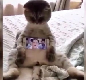 Useful cats 🤣🤣 Join our group Cats Island ฅ^•ﻌ•^ฅ | I Meow You