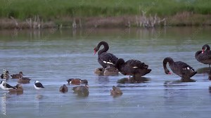 Wild birds of New Zealand feeding in shallow water, black swan, grey teal, pied stilt, waterfowl birdwatching, natural wetland habitat flora and fauna