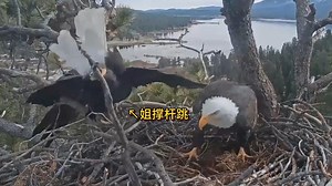 1.6 姐撑杆跳回巢&豆带来新季第一条鱼！