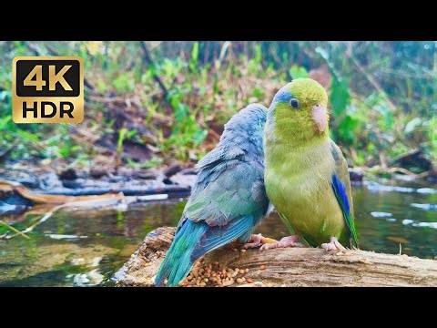 Sweet Parrotlet Pair: 1 Hour of Tiny Chirps & Peaceful River Flow