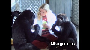 VIDEO: Michael Learns to Sign "Drink" with Koko & Penny (1977) In this video from, Penny sits with Koko and Mike with a drink in each hand. Koko signs “Drink” right away and Penny hands it to her. Mike tries a number of times and eventually gets it right - signing “drink mouth”. Penny holds the cup for him as he drinks his milk. Playing and learning together are important parts of socialization and development for gorillas, and helps them establish and maintain social bonds within their group. |