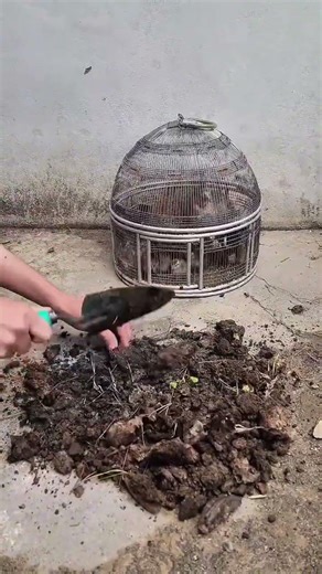 Best Protein Diet for partridges live termite #shorts #viral #pets #teetar #birdslovers #birdnature