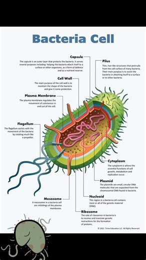 A bacterial cell is a unicellular prokaryote with the following key components: 1. Cell Envelope: Includes a capsule (protection), cell wall (shape and support), and plasma membrane (regulates material exchange). 2. Cytoplasm: Contains ribosomes (protein synthesis), a nucleoid (circular DNA), and sometimes plasmids (extra DNA). 3. Flagella: Used for movement. 4. Pili/Fimbriae: Help in adhesion and genetic exchange. 5. Inclusions: Store nutrients. 6. Endospores: Provide survival in harsh conditio