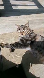 Narrowing Down Names for the Farm Cat