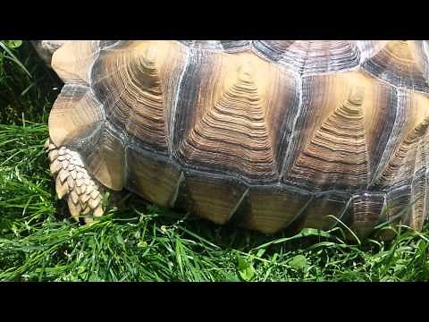 Sulcata tortoise problem with shell.