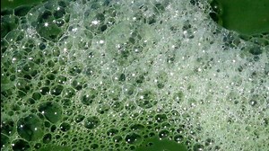 Blue-green algae: What it is and how to spot it