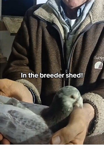 Exploring Pigeons in the Breeder Shed
