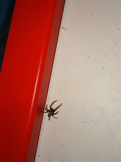 Dam Australia: A Snapshot of Punk Culture