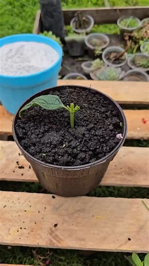 Eco Agriculture Lab on Instagram: "Learn how to clone your favorite plant using stem cuttings in a simple and effective way. We'll show you how to prepare the soil, plant the cutting, and create a mini greenhouse to promote root growth. After two weeks, you'll have a new plant without using seeds! #PlantPropagation #StemCuttings #GardeningHack #HomeGardening #PlantCloning #AsexualReproduction #GrowYourOwn #GreenhouseEffect #GardenTips #PlantLovers"