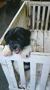 Free Creative Commons Dog Video for Content Creators | Versatile Vista