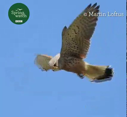 153K views · 2.8K reactions | How amazing is this!?  Did you know a kestrels eyesight is that good it can spot a beetle from 50 metres away!? TOP birds of prey!   Martin Loftus #Springwatch | BBC Springwatch | Facebook