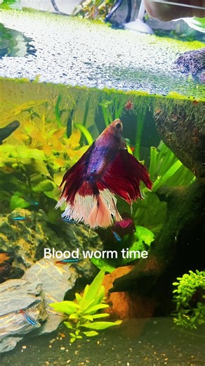 Blood Worms for Betta Fish: Nutritional Guide