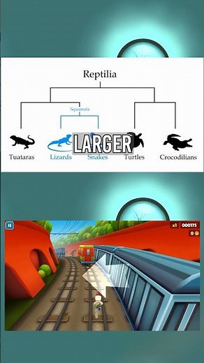 What is a Clade in Taxonomy