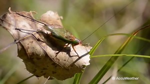 Counting cricket chirps can help estimate temperature