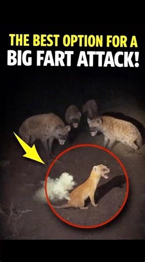 Tiny Weasel vs Hyenas – The Smelliest Defense Ever! 🦨🔥
