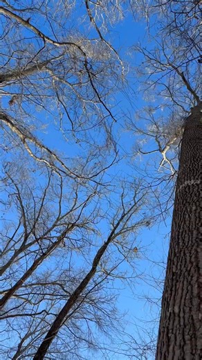1.8K views · 13 reactions | Eagle learning how squirrels navigate through the woods! A very important skill for a squirrel hawk! #Falcon #BirdOfPrey #Wildlife #Falconry #ReelItFeelIt #WatchThis #ViralReels #ReelOfTheDay #MustSee #IncredibleNature #fblifestyle | Bird Hunting | Facebook