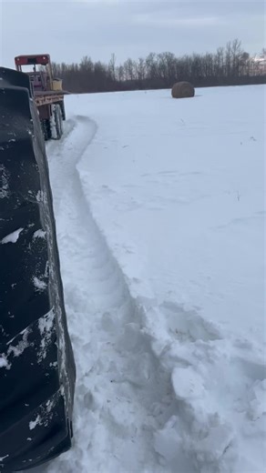 #bison ranching #rocky meadow bison