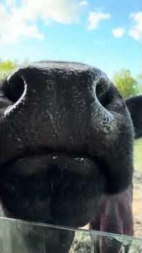 Calming field puppies. #farming #cow #cowvideos #homestead #calming #puppies