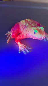 1.5K views · 73 reactions | Check out this neon glow frog that I’ve...