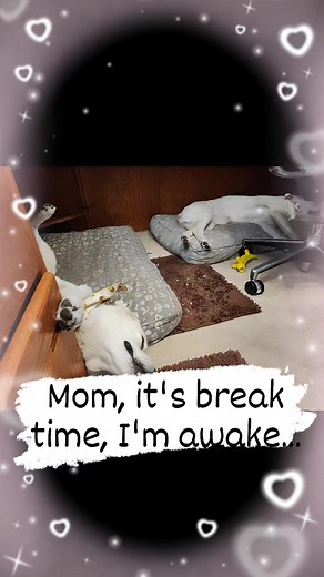 6.2K views · 79 reactions | Mom, I'm awake, it's break time. #rrlv_sara #dog #woof #lab #dogsofinstagram #labrador #funny #itsalabthing #dogs #barking #barkingdog | Rocket, Shadow and SunShine | Facebook