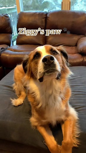 Labrador Pet Science Experiment: What Will Grow?