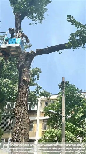 Trimming Tall Growth: How Workers Cut Tree Branches From a Crane Basket