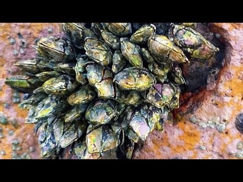 Barnacles removal