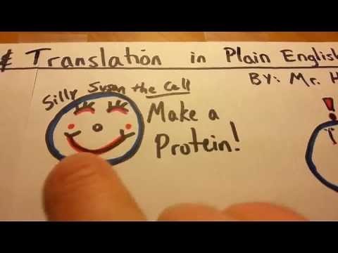 Transcription and Translation in Plain English