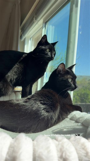 Cozy Window Beds for Cats: Comfort and Style