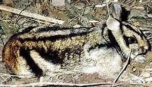 Sumatran striped rabbit - Alchetron, the free social encyclopedia