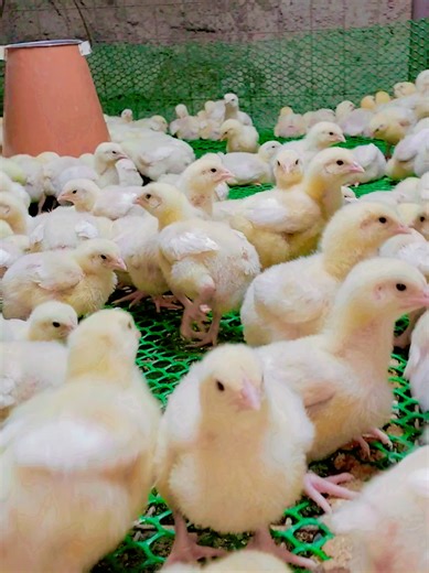 Day 10 of Broiler Farming Progress