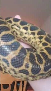 My Pet Yellow Anaconda
