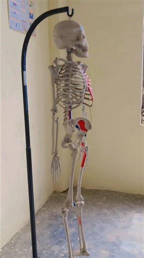 Fun in Human Anatomy lab #viralvideo #funny #humananatomy #humanbody #bodyparts