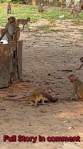 A Dangerous Monkey Family Launches Vicious Attack! A family of wild monkeys caused chaos when they aggressively attacked a group of hikers. The unexpected assault left several people injured, with the monkeys fiercely defending their territory. #baby #NewsUpdate #monkey #Very #reels #Leo #newborn #cute #milkyway #crying | Cute monkey family