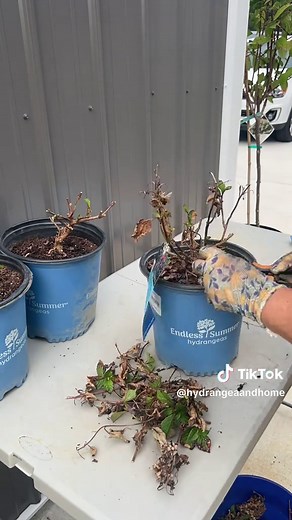Revive Your Hydrangeas: Pruning and Care Tips