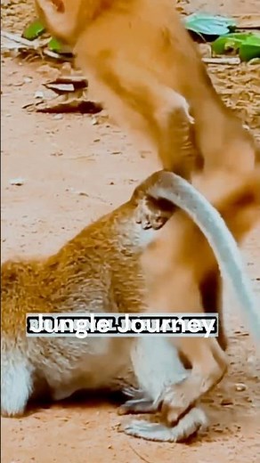 Monkey mating animal world #amazingworld