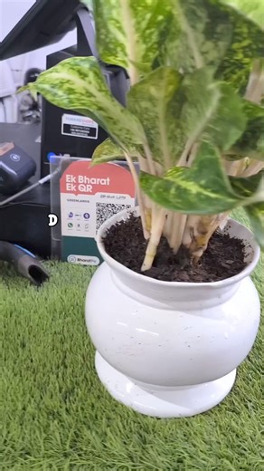 The monsoon season significantly benefits the stabilization and...