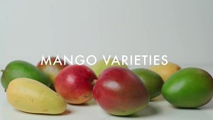 3.8K views · 33 reactions | Did you know there are more than 1,000 varieties of mangos? Most of the mangos sold in the U.S. are one of six varieties: Honey (Ataulfo), Francis, Haden, Keitt, Kent, and Tommy, Atkins. This video was produced by The Culinary Institute of America as an industry service for the Mango Board. Learn more about mango varieties! https://hubs.la/Q02W2q350 | The Culinary Institute of America | Facebook