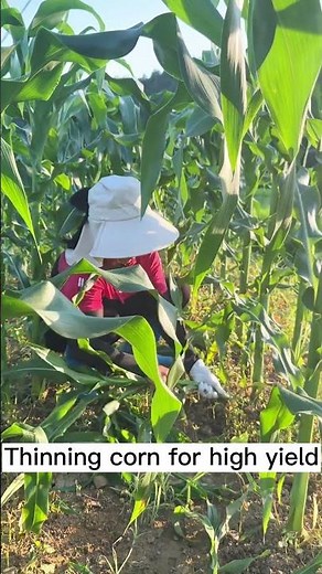 Thinning corn plant #shorts #farming