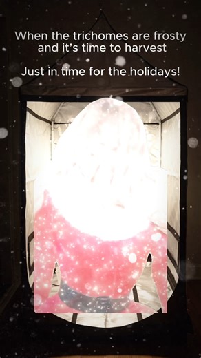 When that holiday harvest hits 珞 #PacificSeedBank #HomeGrow #GrowLife #HolidayHarvest | Pacific Seed Bank | Facebook