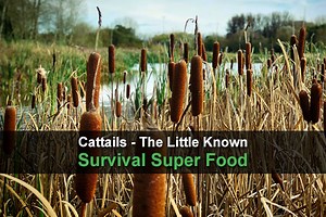 Cattails - The Little Known Survival Superood