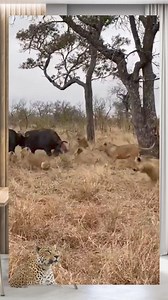 1M views · 7.2K reactions | Singa di seruduk kerbau liar Afrika #animals #singa #kerbauliar #wildlife | Abimanyu | Facebook
