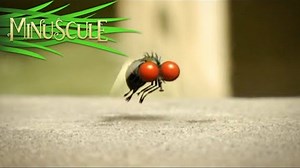 Minuscule - mouche folle/Mad Fly (Season 1)